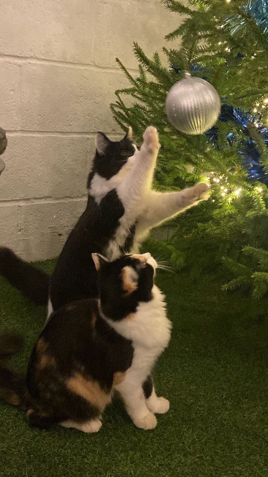 cats xmas